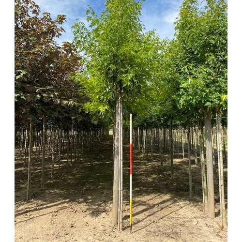 Flikbladig silverlönn - Acer saccharinum 'Laciniatum Wieri' - Stammens omkrets 14-16 cm, höjd 3,5-4 meter, HS,